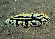 Phyllidia varicosa